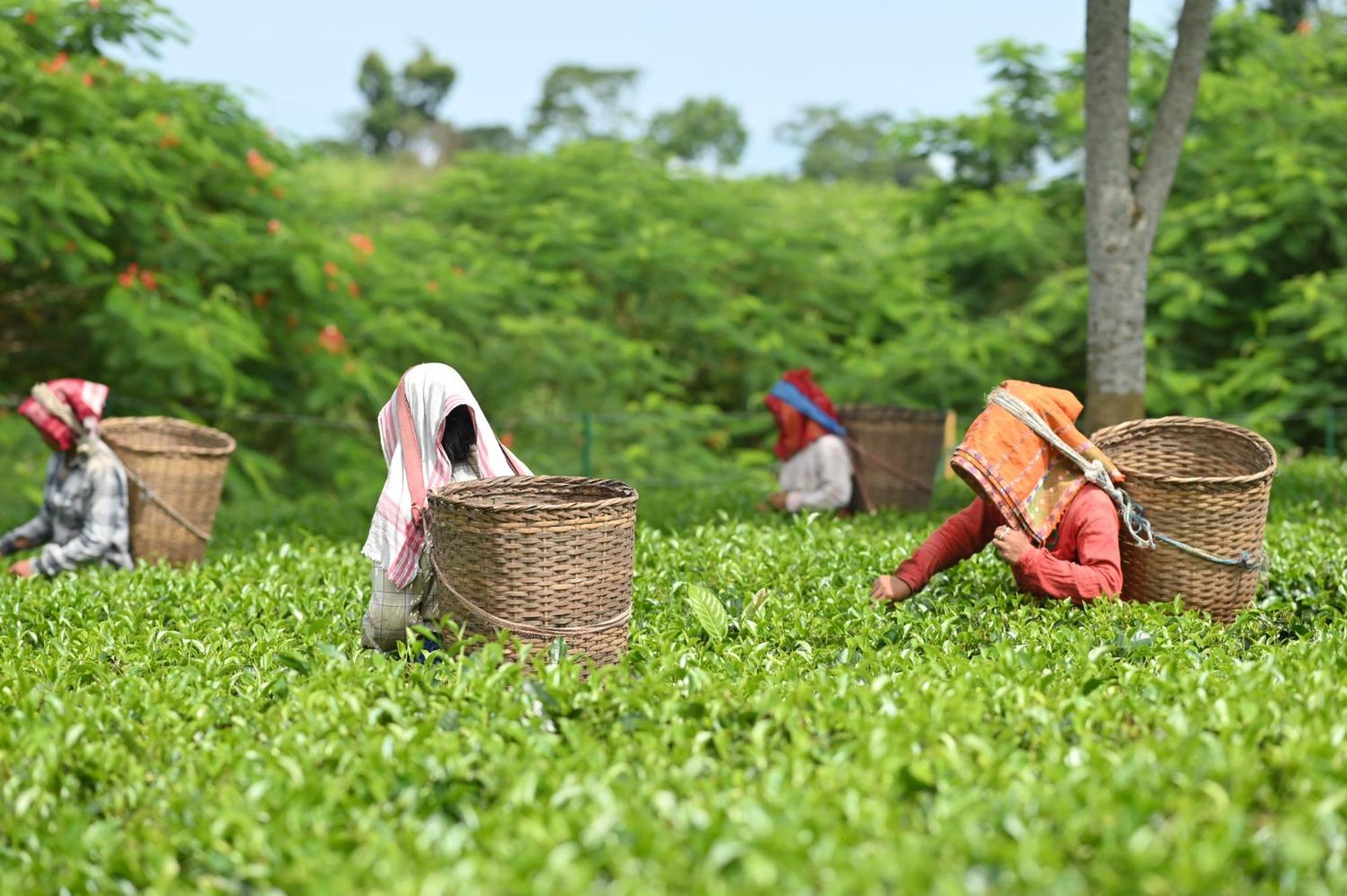 Vaani Greens Wildlife Resort, Kaziranga Kuthari ภายนอก รูปภาพ